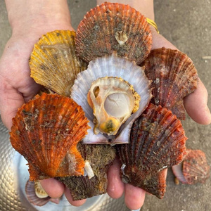 大连扇贝鲜活野生蒜蓉元贝新鲜小红贝粉丝彩虹海湾七彩贝大港湾贝