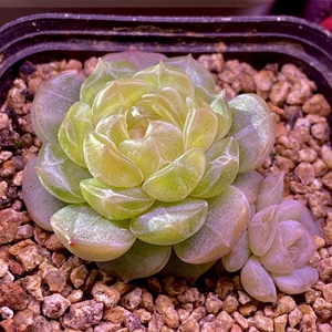 白色恋人 叶片叶插苗 多肉植物 正版保证