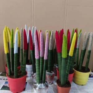 前香棒叶虎尾兰虎皮兰绿植仙人球仙人掌多肉植物防辐射盆栽1人付款10