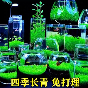 水草种子生态玻璃瓶真植物种籽套餐水培盆栽装饰绿植草缸鱼缸造景