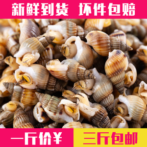 海锥螺鲜活冷冻海鲜水产新鲜海锥冰冻海瓜子钉螺海螺丝小田螺