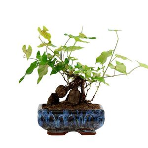 何首乌盆栽活小苗爬藤盆景盆栽办公居家庭院蔽阴迷你个性正宗食用价格