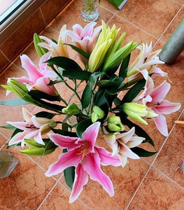 马龙粉百合鲜切花