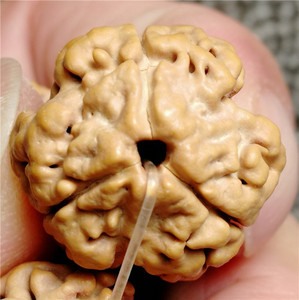 正宗尼泊尔金刚菩提三瓣3瓣大金刚菩提子爆肉散珠原籽佛珠念珠