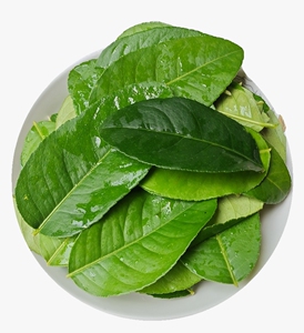 冬阴功汤料新鲜青柠檬叶香水柠檬叶纯叶提腥咖喱鱼生食用现摘