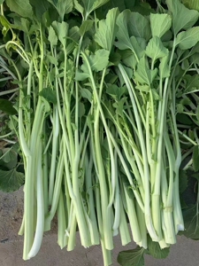 湖北随州广水土特产高山箭杆白菜苔时令新鲜蔬菜5斤包邮