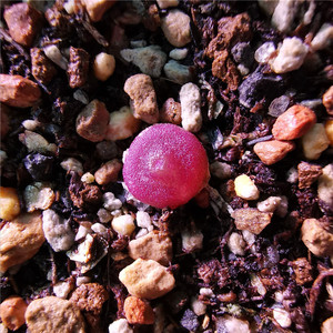 000人付款淘宝哈默灯泡肉锥 hammeri e of klipbok 三年开花株鸿泰