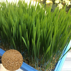 80心欣点灯淘宝猫草种子种籽小麦大麦苗孑芽苗菜猫薄荷草水培土培四