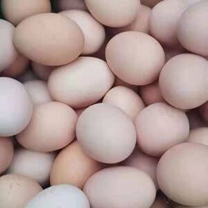 草鸡蛋农家自养苏北