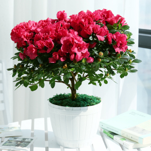 大连黎想花卉杜鹃花盆栽观花植物室内阳台花卉四季开花植物年宵花