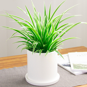 大连黎想花卉金边吊兰盆栽室内吸甲醛植物净化空气桌面盆景植物