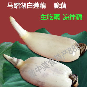 马踏湖白莲藕鲜藕生吃藕尖新鲜脆藕蔬菜现挖特产5斤限区包邮山东