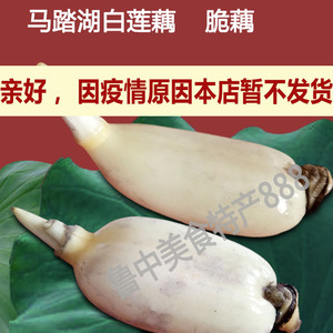 马踏湖白莲藕鲜藕生吃藕尖新鲜脆藕蔬菜现挖特产5斤限区包邮山东