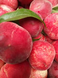 湖南郴州特产东江湖绿色新鲜乌桃现摘净重 7斤顺丰包邮(已下市)