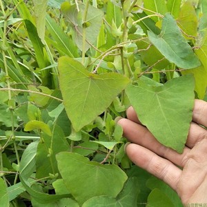 杠板归苗猫爪刺刺犁头煲汤泡水内服庭院楼顶阳台农家中草药材盆栽