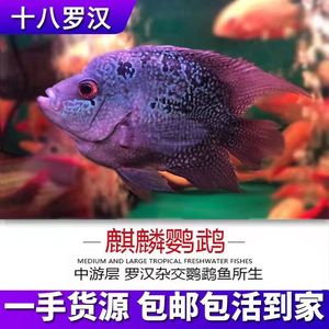 十八罗汉鱼麒麟元宝鹦鹉鱼中型发财鱼热带淡水鱼活体龙鱼配鱼包邮