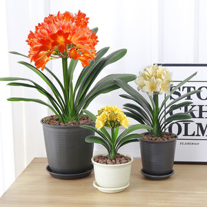 君子兰盆栽带花苞老苗植物室内绿植好养当年开花卉四季常青君子兰