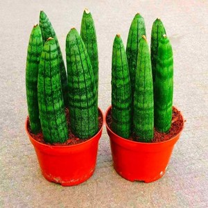 擎天柱虎皮兰水培植物室内盆栽绿植花卉客厅办公除甲醛花四季好养