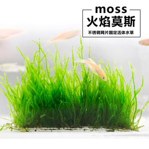 火焰莫斯moss水草不锈钢网片定植真水草莫斯水族缸造景活体草