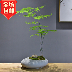 文竹盆栽盆景植物桌面好养四季常青办公室禅意绿植客厅意境盆栽