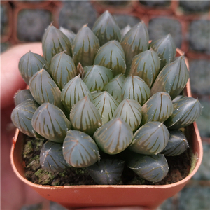 精品黑肌玉露 多肉植物 十二卷玉露 巨大赤线冰灯白斑 保品种