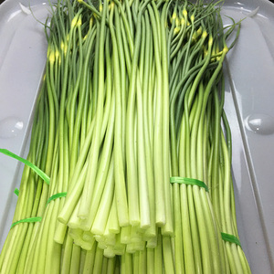 新鲜紫皮大蒜大蒜头腊八蒜糖醋云南蔬菜新湿蒜食用蒜苔蒜薹毫蒜苗