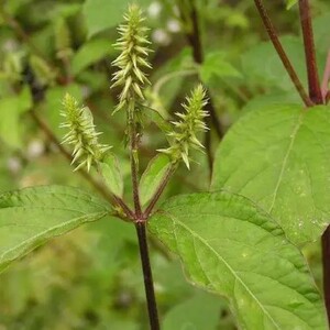 野牛膝红牛膝川牛膝倒扣草苗阳台庭院盆栽药材花卉耐寒植物满包邮