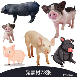 猪素材psd小猪公猪母猪卡通矢量图片png免抠