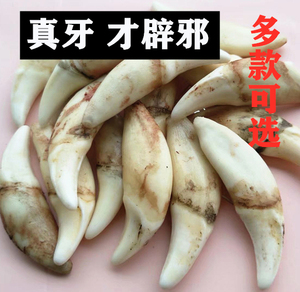 正宗黑狗牙真品藏獒牙本命年婴儿手链天然狗牙齿项链狼牙形吊坠男