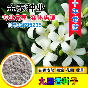 九里香种子芸香万里香过山香花圃宾馆点缀盆栽花香浓郁盆景千里香