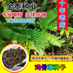 广西鸡骨草种子大黄草野生中药材广东煲汤料下火大小叶鸡骨草种籽