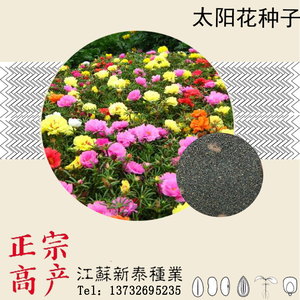 散装重瓣太阳花种子2万粒 四季播盆栽混色花卉松叶牡丹花籽包邮