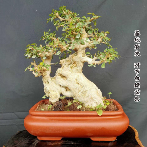 一物一拍小品矮霸对节白蜡盆景 小老桩多种造型桌面茶海桌面盆景