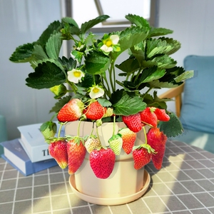 奶油草莓盆栽苗阳台水果好养四季绿植可食用果树带花带果带盆栽好
