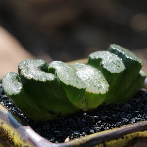 多肉新款 碧琉璃玉扇十二卷玉扇多肉植物绿植盆栽