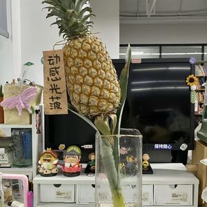 【动感光波】水培黑凤梨鲜水培菠萝可食用菠萝直发办公室摸鱼植物