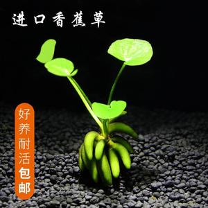 进口结蕉香蕉草水草活体水中叶懒人鱼缸造前景无需种植新手易养活