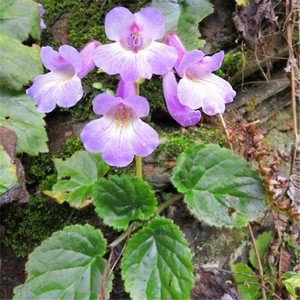 蚂蝗七 红蚂蝗七,石螃蟹,石蜈蚣,石棉新鲜500g