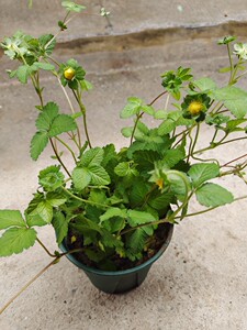 野蛇莓蛇泡草,龙吐珠,新鲜三爪风蛇果野草莓带盆栽好一盆