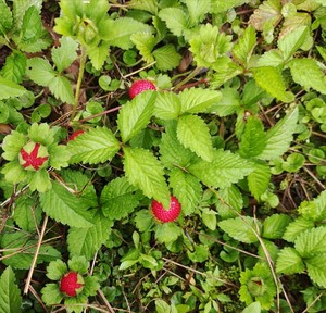 五叶蛇莓与三叶蛇莓图片