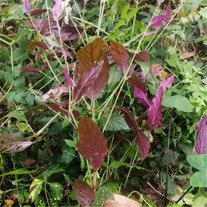 深山牛夕 怀牛夕,山苋菜 铁平膝 怀夕 新鲜红牛膝 种苗