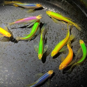 蝶翼长尾斑马鱼小型热带观赏鱼耐养淡水鱼超30种颜色大尺寸种鱼