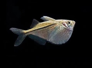 巨斧银燕子鱼上层鱼进口鱼热带观赏鱼小型鱼草缸群游南美灯鱼活体