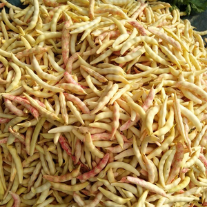 黄金钩油豆种子黄红金豆角黄色彩色芸豆东北特色蔬菜种籽高产