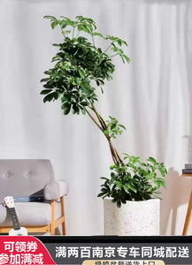 老桩造型鸭脚木大盆栽办公室内客厅植物 南京同城送货上门