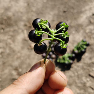 龙葵果新鲜黑天天鲜果悠悠果现摘甜味清香东北黄悠悠水果药食同源