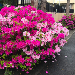 四季杜鹃康乃馨泰勒盆栽花卉阳台庭院观花植物多季节开花常绿灌木