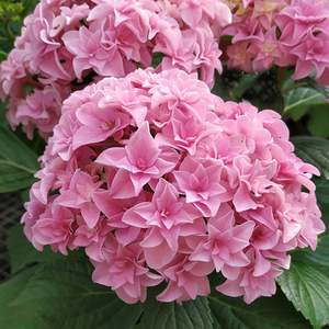 大花绣球八仙花花神鸡尾酒玉缎花摇摆乐惠子阳台观花植物1加仑盆