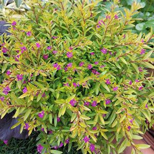 金叶满天星常绿灌木庭院阳台园林绿化美观新奇耐热耐旱可造型植物