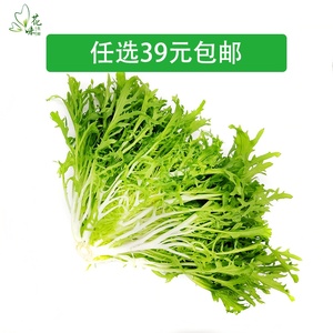 【花味鲜】新鲜苦菊 苦细叶 苦叶生菜  苦苣 蔬菜沙拉食材500g